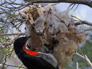 Mistletoe bird and nest